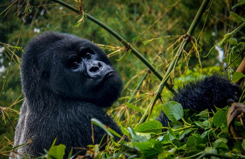 Silverback mountain gorilla