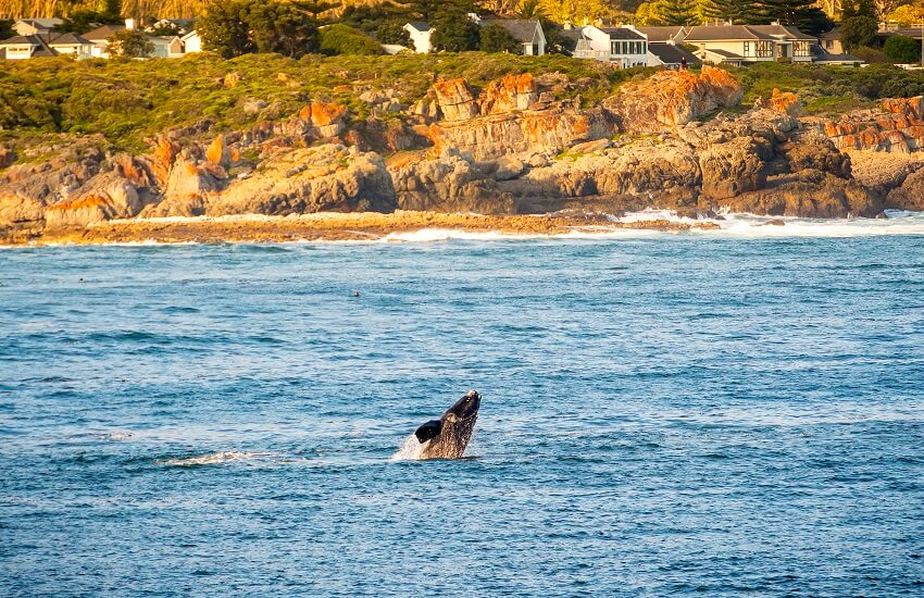 Hermanus Whale Watching