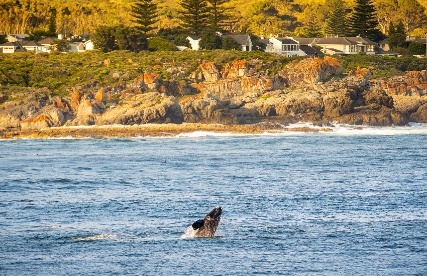 Hermanus Whale