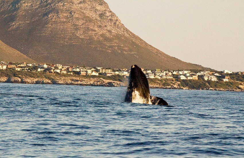 Southern Right Whale