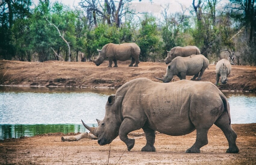 Hlane Royal National Park Rhino