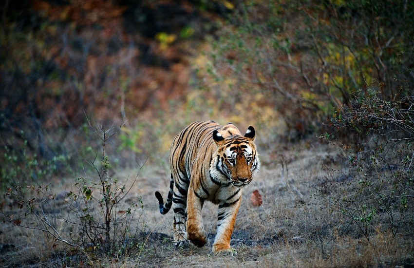 Indian Safari Elephant Tiger