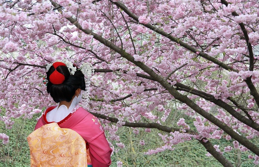 Japan Geisha Pink Blossom