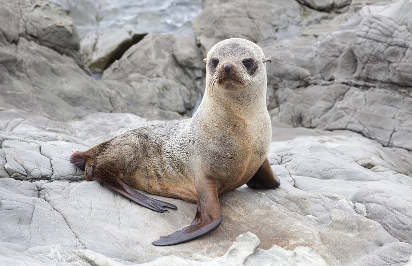 Kaikoura Seal