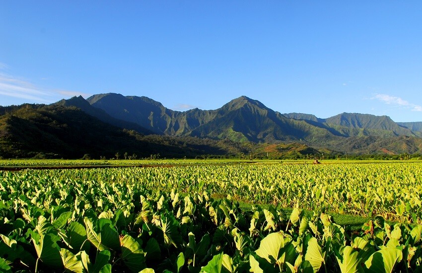 Taro field in Kauai Hawaii