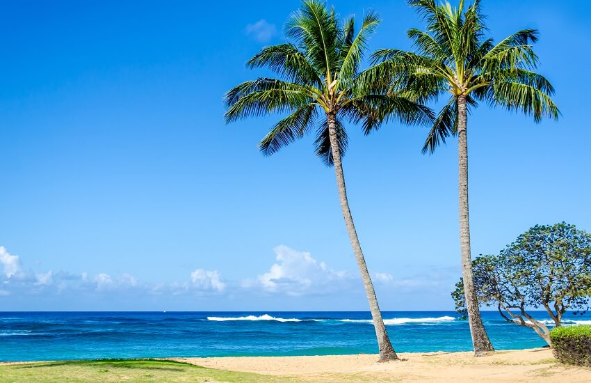 Cococnut Palm trees on Poipu beach