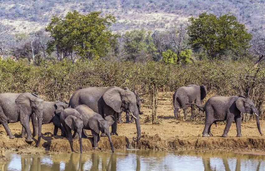 Elephants in Kruger