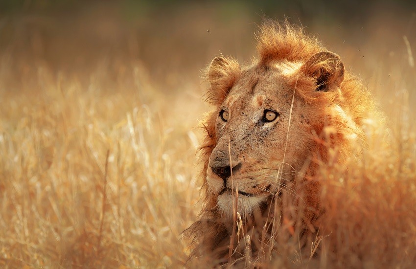 Kruger Lion