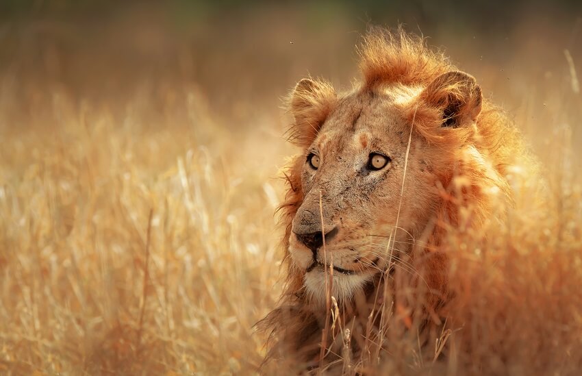 Lion in Kruger
