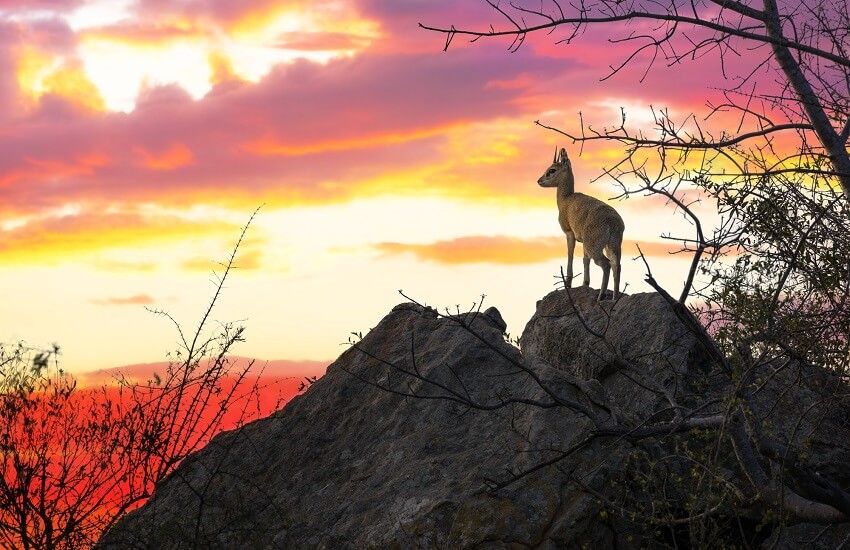 Steenbok in Kruger