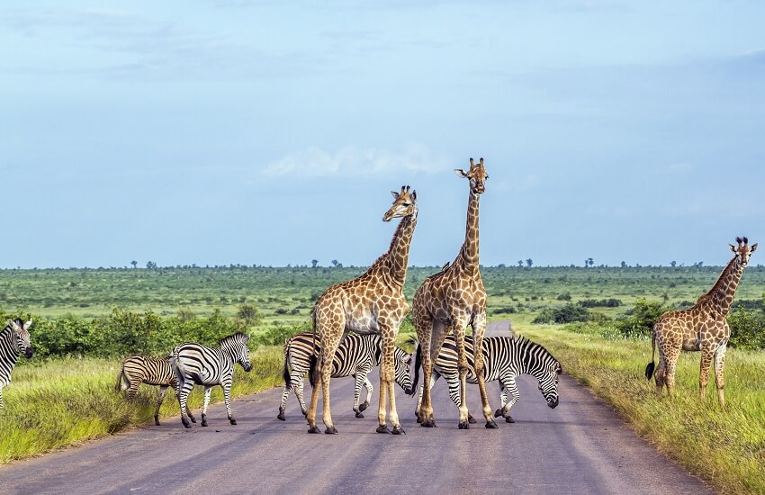 Wildlife in Kruger