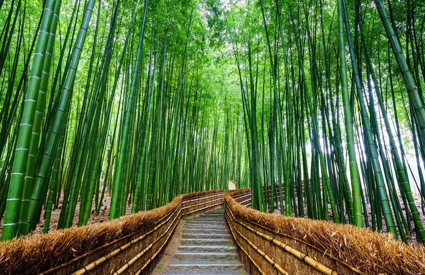 Kyoto Bamboo Forest