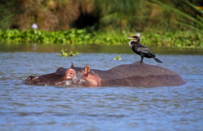 Lake Naivasha Hippo