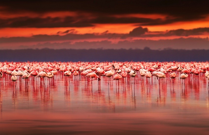 Lake Nakuru Flamingos