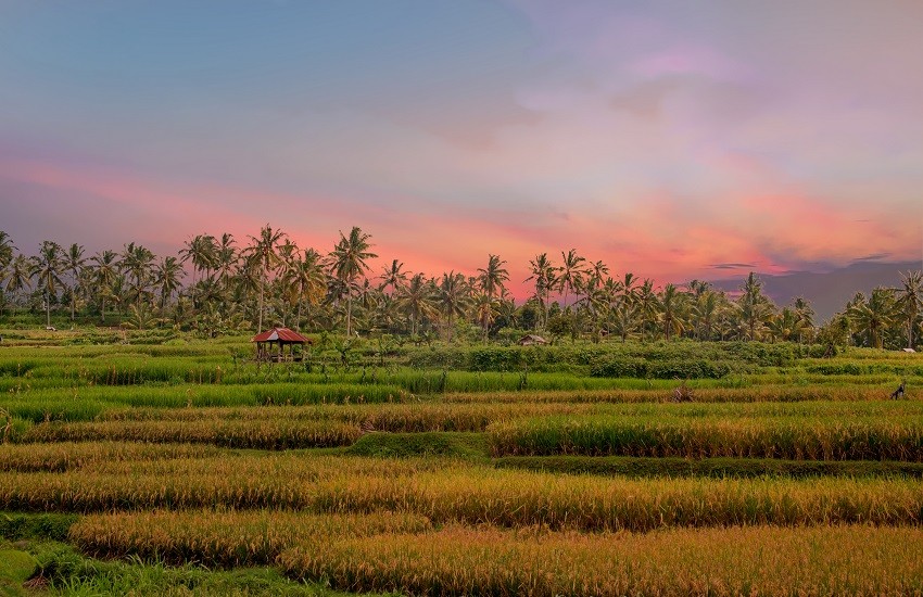 Lombok Forest