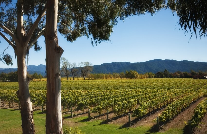 Marlborough Vineyard