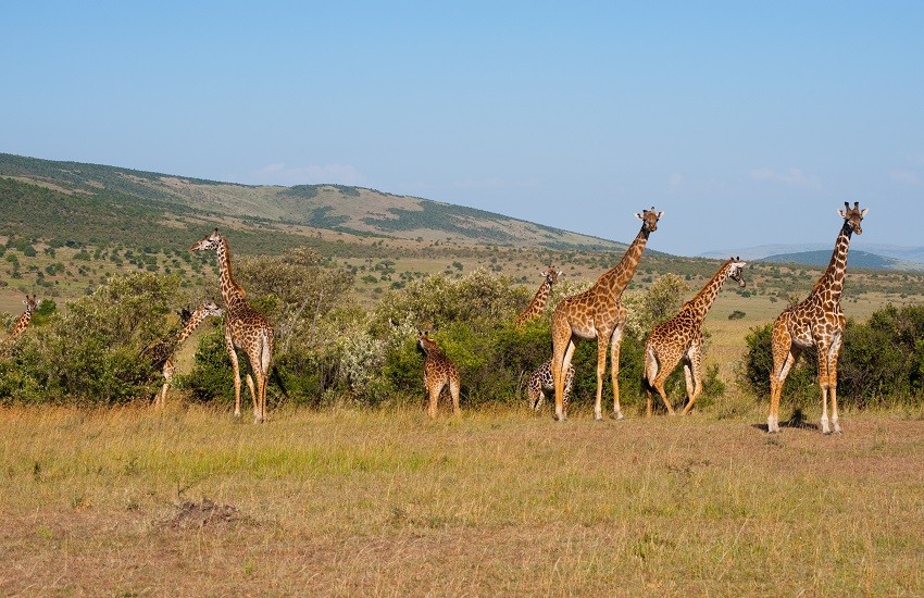 Masai Mara Giraffes