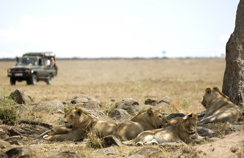 Masai Mara Lions