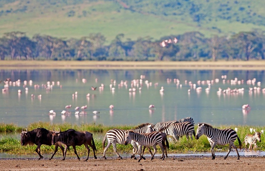 Ngorongoro-Wildlife
