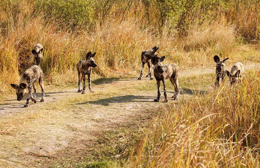 Okavango Delta Wild Dogs