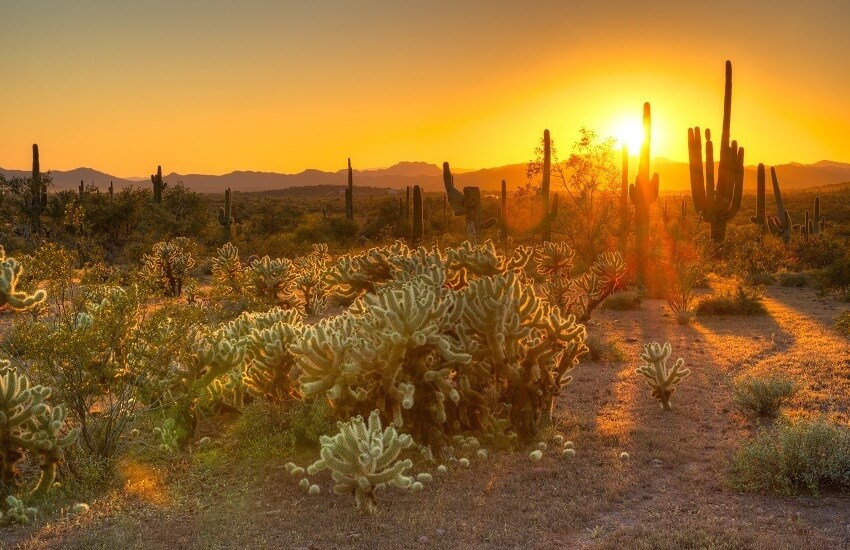 Phoenix Sonoran Desert