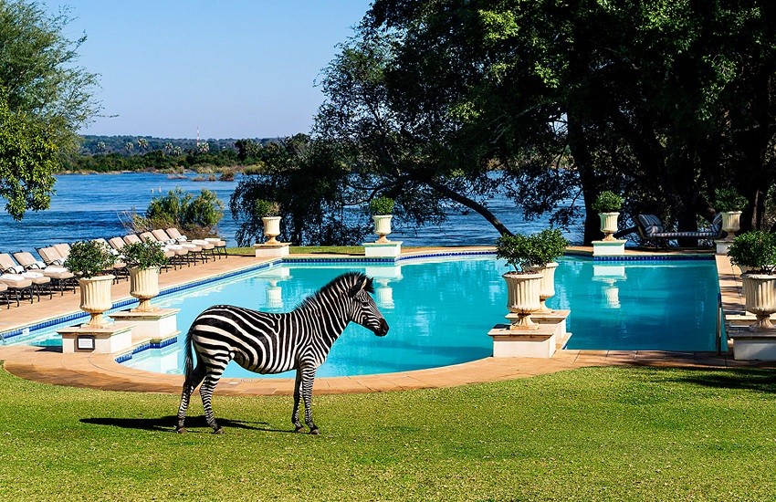 Pool With Zebra