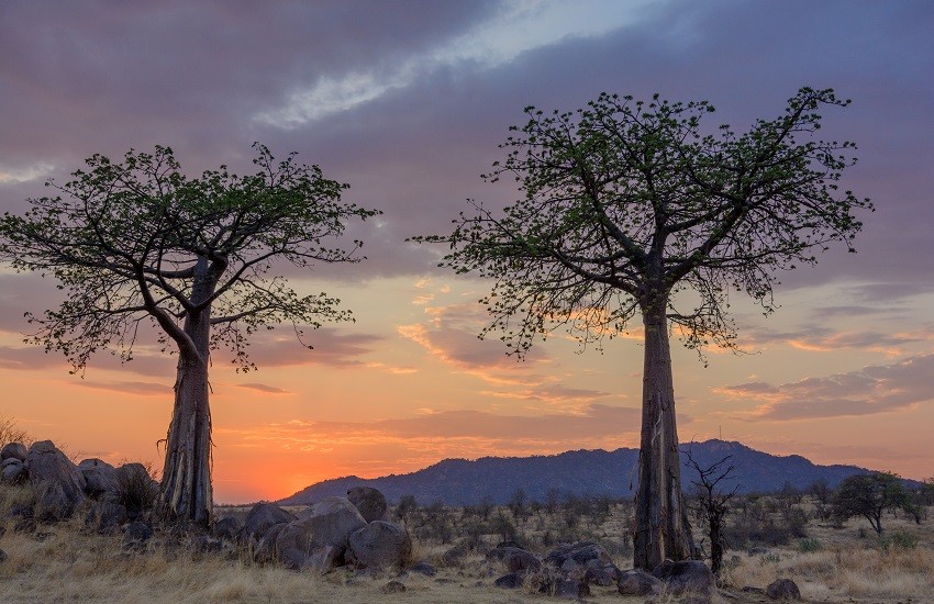 Ruaha Baobabs