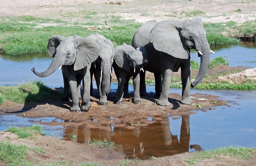 Ruaha Elephants