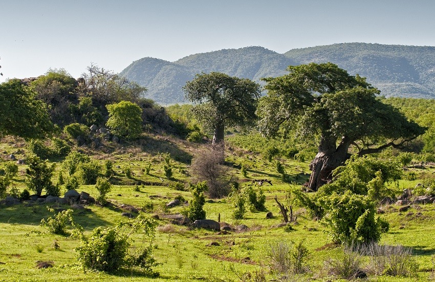 Ruaha Landscape