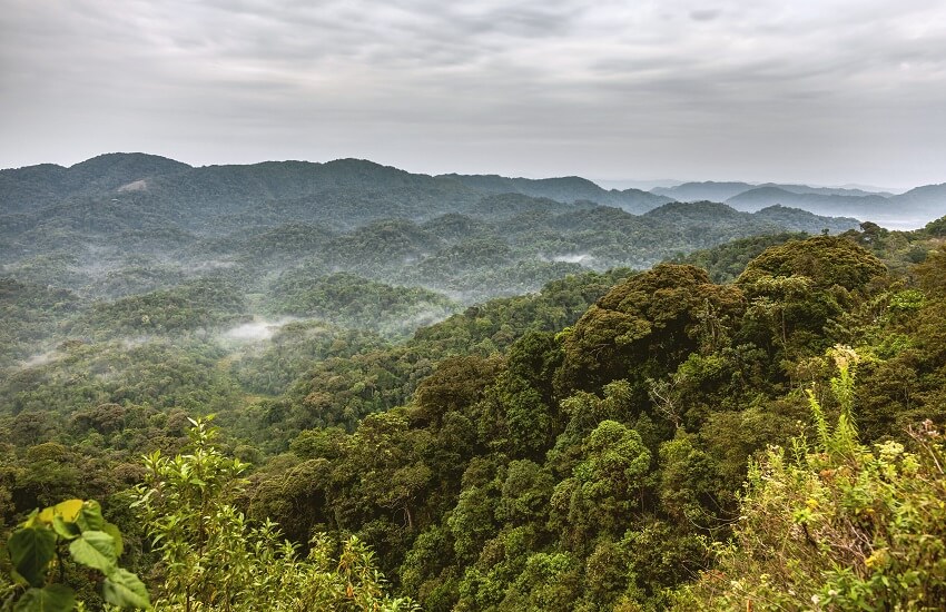 Rwanda Rainforest