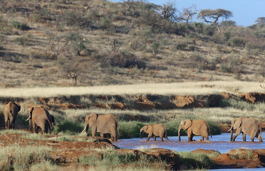 Samburu Elephants
