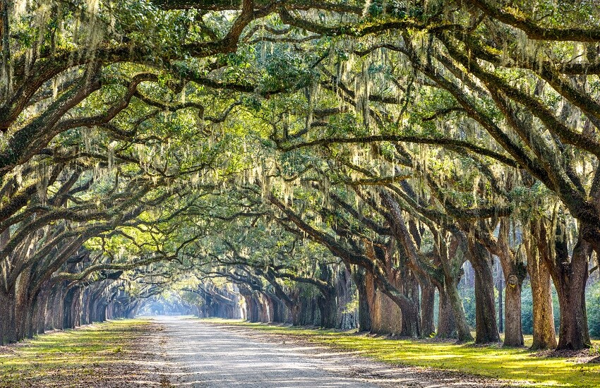 Oak Trees in Savannah