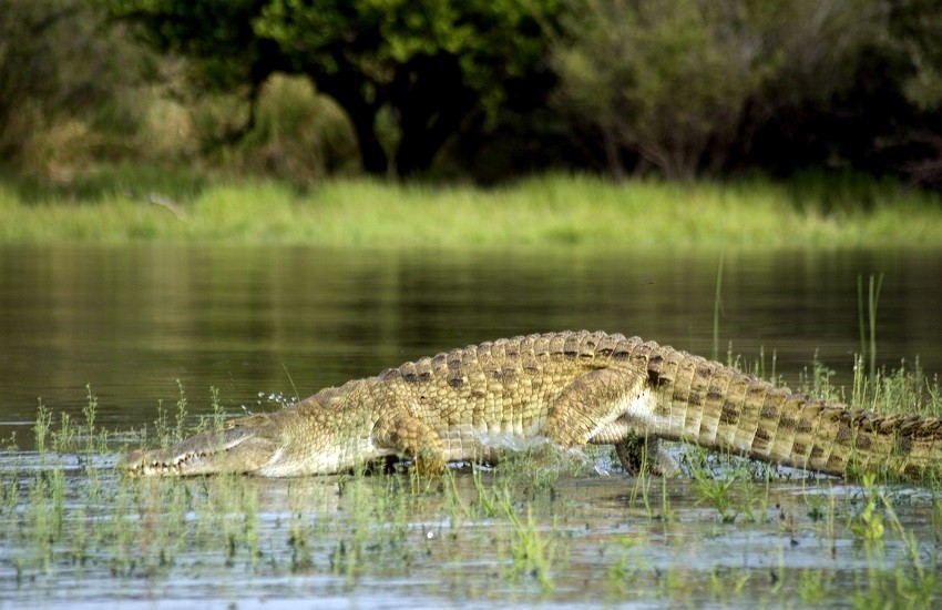 Selous Crocodile