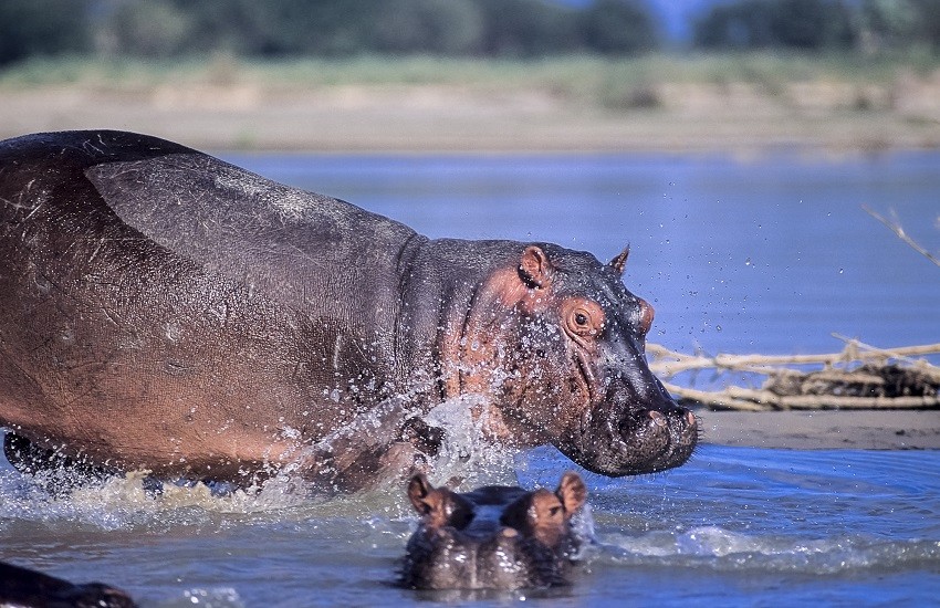 Selous Hippo