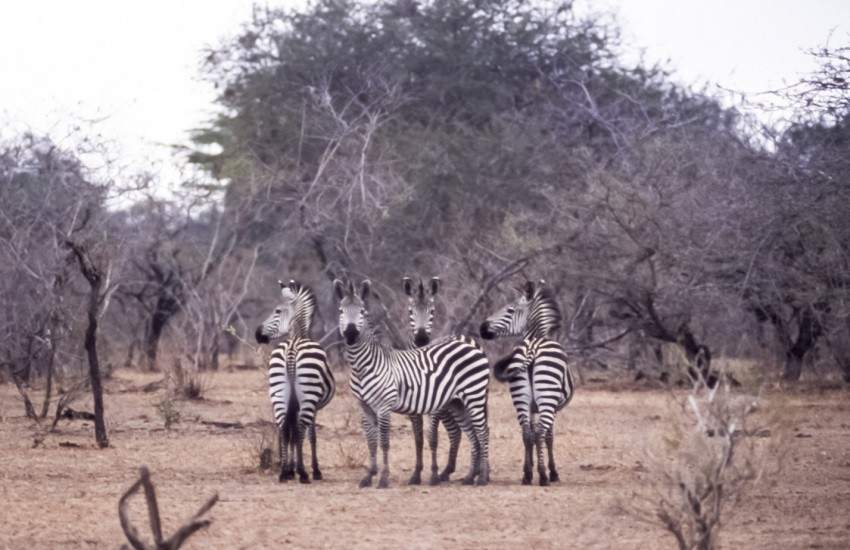 Selous Zebras