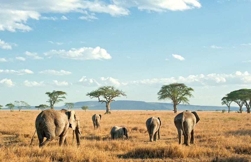 Serengeti Elephants