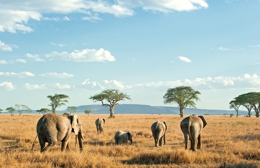Tanzania Elephants
