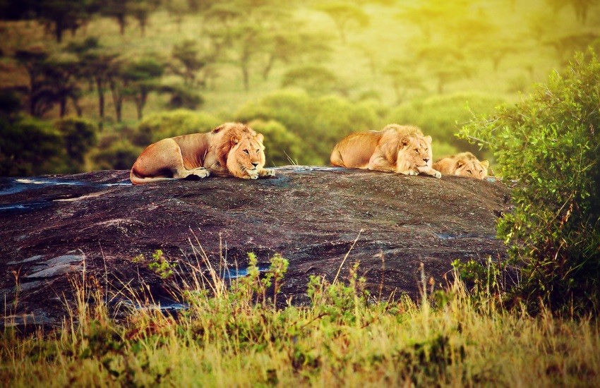 Tarangire Lions