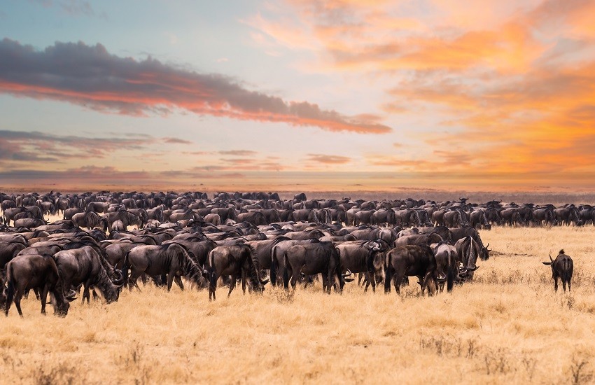 Serengeti Wildebeest