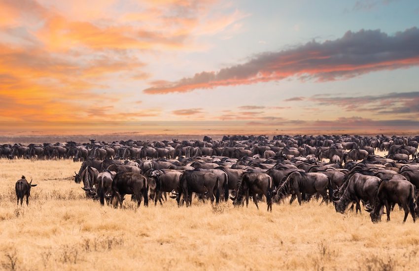 Serengeti Wildebeest