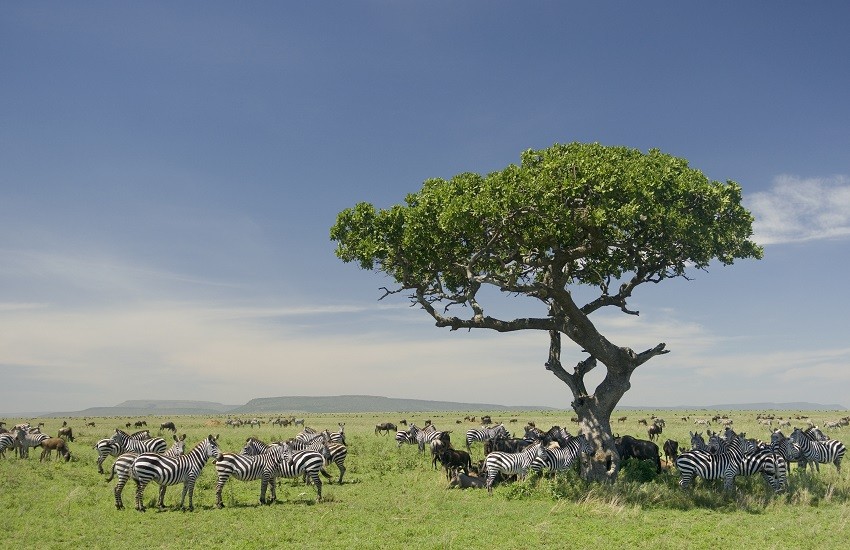 Serengeti Zebras