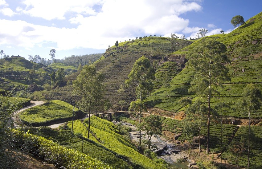 Sir Lanka Tea fields