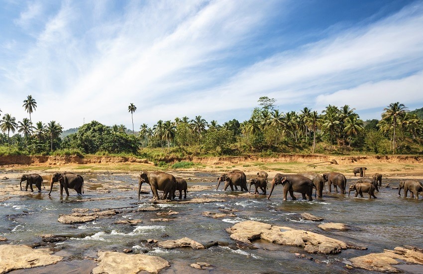 Sri Lanka Elephants