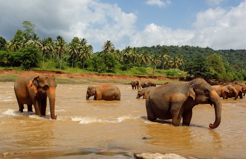 Sri Lanka Elephants