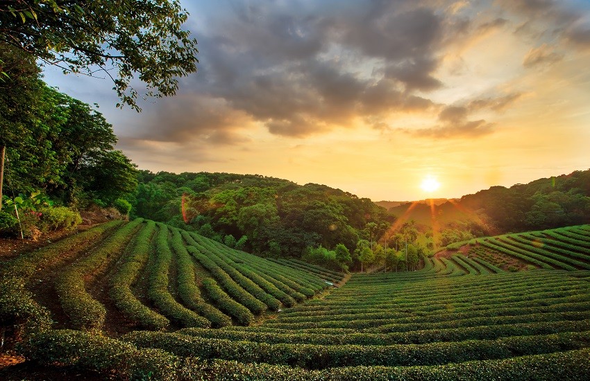 Sri Lanka Teafields