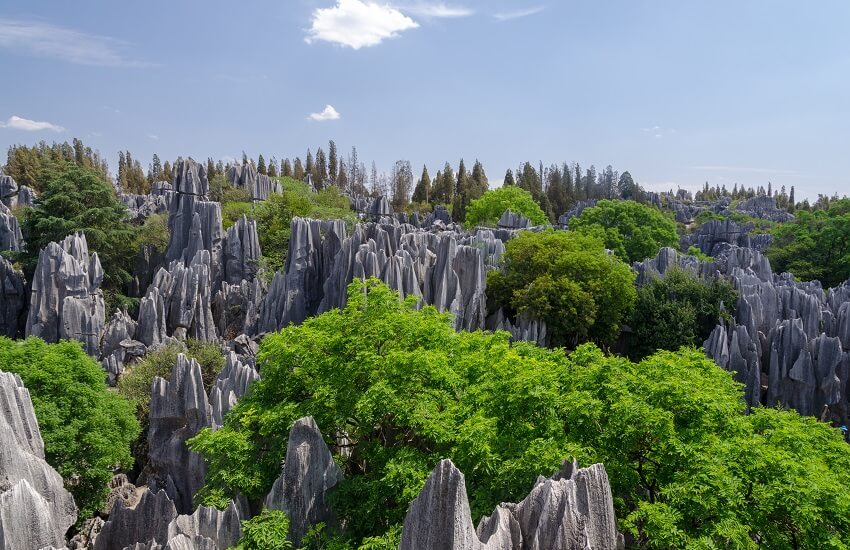 Stone Forest