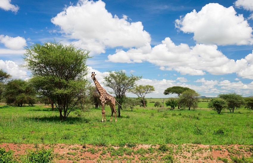 Tarangire Giraffe