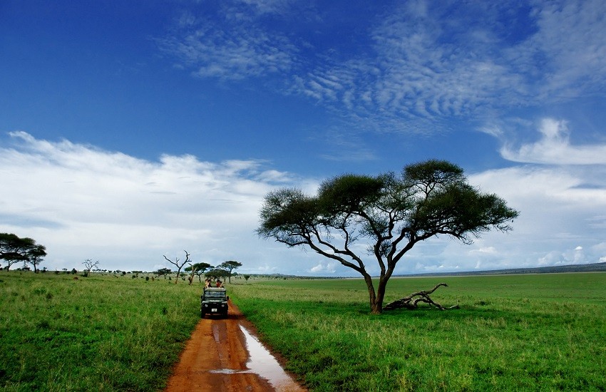 Tarangire Safari Drive