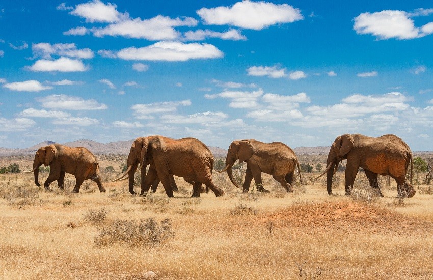 Tsavo Elephants