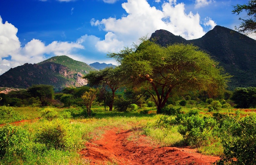 Tsavo Landscape